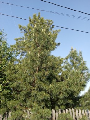 ул. Полынная,29 в Химках - himki.yutvil.ru - фото 18